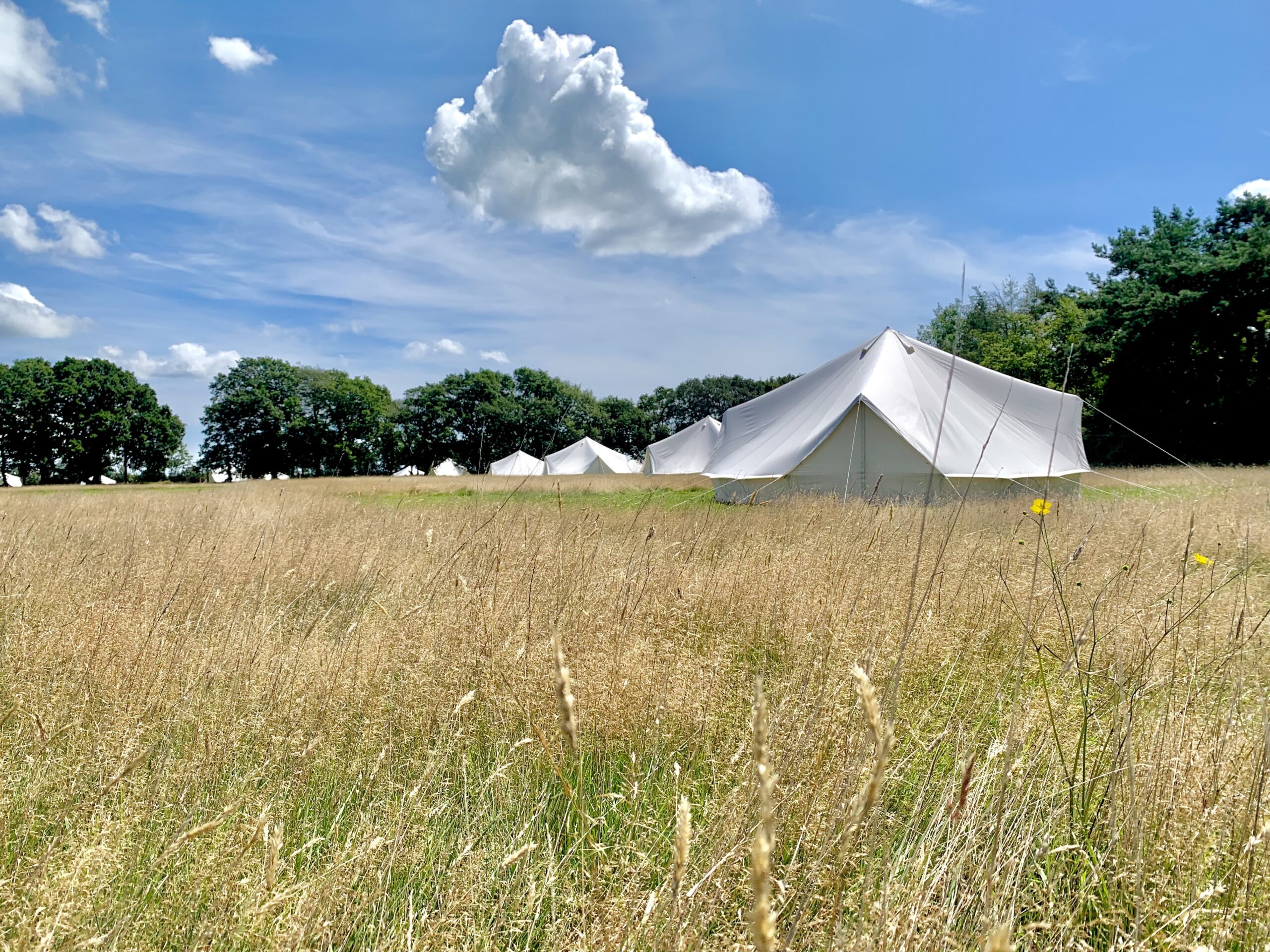 Rows of white bell tents in a green meadow under a blue sky